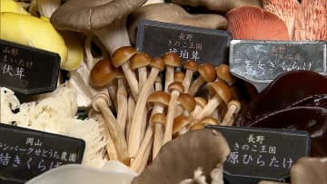 「今年は変動が起きている」“物価の優等生”キノコが出荷量減で値上がり　原因は異例の猛暑…栽培遅れ採取時期が短く