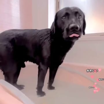 お風呂に勝手に入った大型犬→『気持ちよさそうだな』と思っていたら…衝撃的すぎる『上がり方』が361万再生「そっちかーい！」「可愛すぎる」