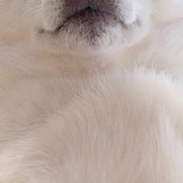 体調不良になった飼い主を看病する犬→『心配してくれている』と思いきや…圧が強すぎる『まさかの表情』が49万表示「威圧感ｗ」「優しい圧」