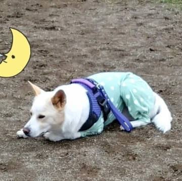 ドッグランに来たのに遊び相手がおらず眠ってしまう犬！お友だちと遊ぶときの表情の違いにほっこり！