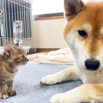 初めて会った犬に威嚇する子猫→『怖がらせないように』と…涙が溢れてくる『まさかの神対応』が150万再生「なんでこんな賢いの」「優しすぎ」