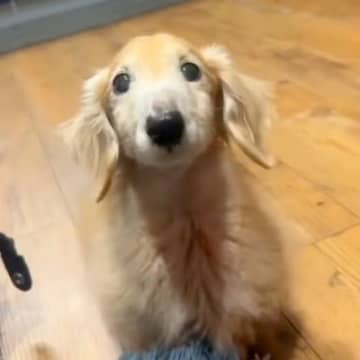 15歳のおじいちゃん犬→どうしてもごはんが欲しくて…破壊力が高すぎる『まさかの抗議方法』が41万再生「飛んでいきそう」「妖精さん」と絶賛