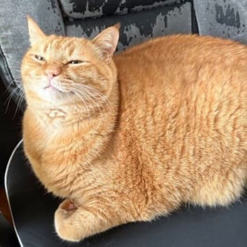 わずか1〜2分でイスの主交代!?　猫の表情が「圧倒的勝者の顔」「清々しいくらいのドヤ顔」と話題に！