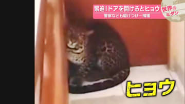 ドア開けるとヒョウ…緊迫の捕獲　インドネシア【#世界のミダシ】