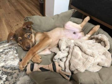 野犬から生まれ保護された“警戒心の強い子犬”をお迎え→飼い主や犬友の支えで少しずつ成長する様子に胸が熱くなる