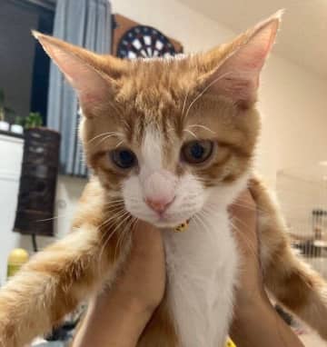 ゴミ捨てボックスに捨てられていた子猫を保護　5年経った今も忘れられない出会い「あのとき鳴いてくれてありがとう」