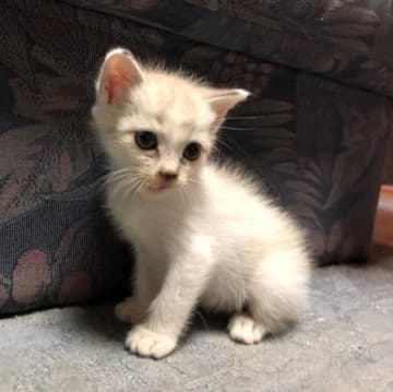 大雨の予報が出ている前日に河川敷で発見した子猫を保護！7年後の現在に思うこと
