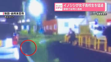 イノシシが女子高校生を猛追