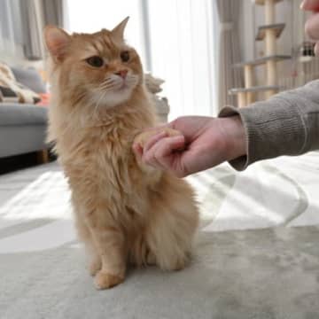 愛猫に『お手・待て』を覚えさせる方法4つ　上手なトレーニングのコツや注意点も解説