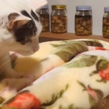猫が『生まれたばかりの赤ちゃん』と初めて会った結果…あまりにも尊すぎる光景が376万再生「不思議な生き物なのかなｗ」「愛情を感じる」