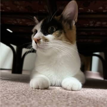 安全と判断できた場合の選択肢　愛猫と「自宅避難」するための5つの備え
