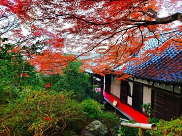 【京都「霊鑑寺」秋の特別拝観】通常非公開！紅葉の赤と苔の緑のコントラストが美しい