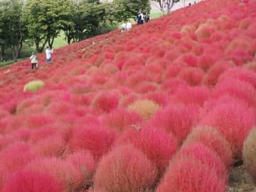 8000株斜面彩る　コキア紅葉ピーク　富津　マザー牧場