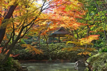 【東京】オススメの紅葉・黄葉スポット8選