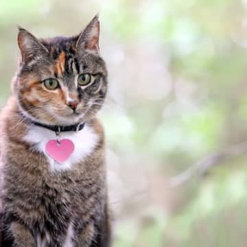 猫が『覚えやすい名前』の特徴3選　認識しやすい理由と名付けるときのコツ
