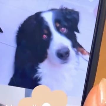 ２人の姉妹が『大型犬と初めてのビデオ通話』をした結果…思わず悶絶してしまう『まさかの反応』が話題「愛されてるのがわかる」「癒された」