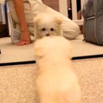 『赤ちゃん犬』をお迎えして5分後→初めて『鏡を見た』結果…永遠に眺めていたい『尊すぎる行動』が682万再生「心が浄化される」「悶絶した」