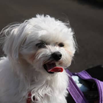 犬の『呼吸がおかしい』ときの原因4つ　考えられる病気のリスクから飼い主ができる対処法まで
