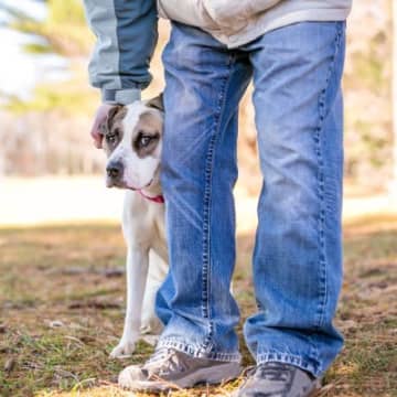 『人見知りな犬』に共通しがちな5つの特徴　控えめな行動の心理から克服するための改善策まで