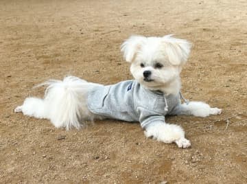 テンションが低いと思ったら…？ 表情が一変したワンコに大反響⇒「解放感が伝わる」「表情で全部わかっちゃう」
