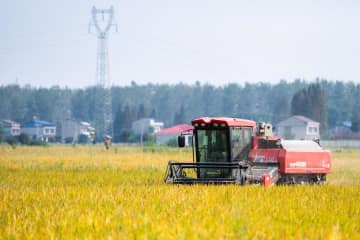 実りの秋、稲刈り本格化　中国湖南省