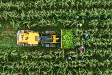 秋冬野菜の収穫作業が本格化　中国湖南省