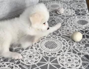 無邪気に遊んでいたグレート・ピレニーズの子犬→1年半後には大きく“もふもふ”に成長、愛おしい姿に！