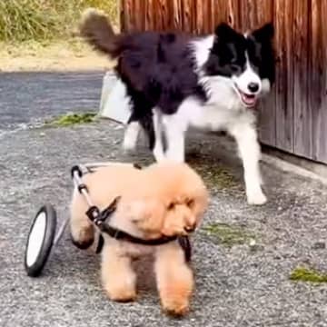 『車椅子の犬』が外出→心配した別のワンコが…思わず泣けてくる『感動的な光景』が70万再生「愛情の深さがすごい」「優しさを感じて涙」と反響