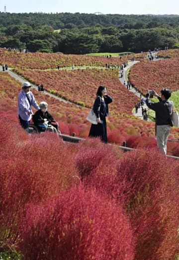 秋色染まる　コキアの丘　4万本が紅葉　ひたち海浜公園　茨城