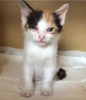 雨の中鳴いていたところを保護された生後約2カ月の子猫→6年後、「ドッシリとした元気なコ」に成長した姿に心温まる