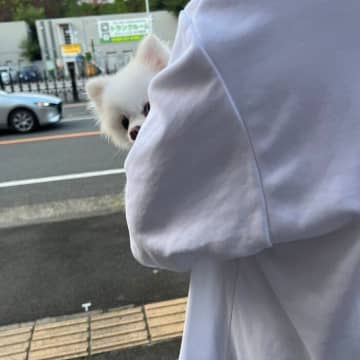 飼い主さんのことが大好きなポメラニアンが姿を探してにっこり笑顔！のぞき込む姿に2万「いいね」が集まる！