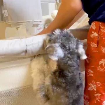 『ベビーベッドで泣いている赤ちゃん』に気づいた犬→心配のあまり見せた『愛しかない行動』が23万再生「優しい子」「ベビーシッターになれる」