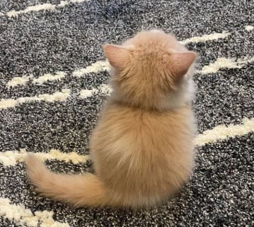 “ちょこん”と佇む後ろ姿が「雪だるま」のようだった子猫→4年後、ふさふさに成長したビフォーアフターにほっこり