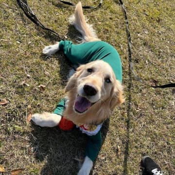 「かわいい」と声をかけられ、“なでられ待ち”をする元保護犬のゴールデン　にこにこ“笑顔”で愛きょうを振りまく姿にほっこり