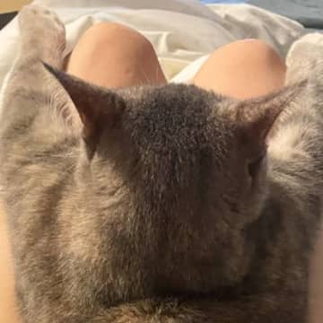 ママの膝の上でくつろぐ猫→あまりにも可愛すぎる『体勢』に２万いいねの反響「スーパーマンみたい」「後ろから見れるの最高だね」