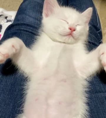 飼い主の膝の上で無防備に眠るあどけない保護子猫→3年後には“ツンデレ”で愛らしい存在に！