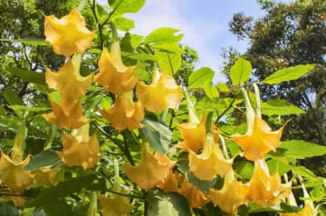 10月19日の花とは？【366日の誕生花と幸せの花言葉】