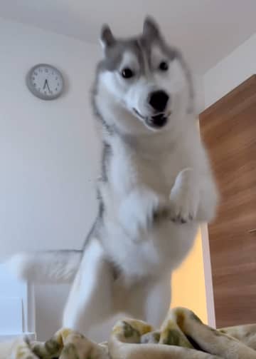 「無傷で済みますか？」飼い主を起こすハスキーの大ジャンプが話題に「連続技を覚えたか」「これは確実に起きれるやつ」