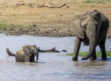 子連れのゾウが観光客に突進→カヌーを突き飛ばす緊迫の映像「死んだかと思った」「無事だったのは奇跡」