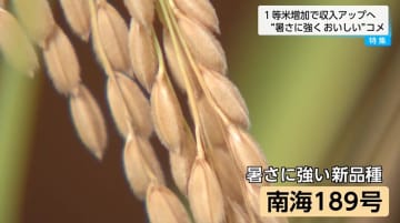 暑さに強く大粒の新品種コメ「南海189号」次世代エースへの期待高まる　農家の収入増や政府のコメ政策にも