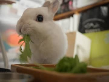 水菜を食べてご満悦なウサギに、かわいい“大惨事”が発生！ 「おいしかった！って顔してる」「緑の妖精ちゃん」とSNSにっこり