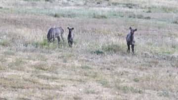 天山アカシカの群れに牧草地を用意　中国新疆ウイグル自治区