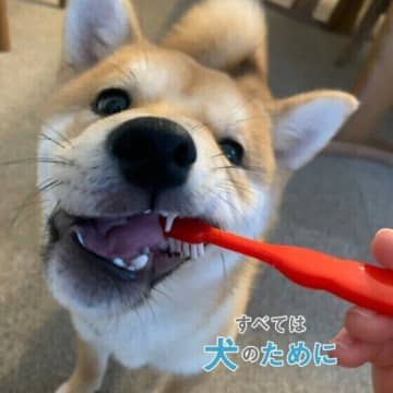 犬に歯みがきが必須な理由は？　歯ブラシの当て方・動かし方をマスターしよう
