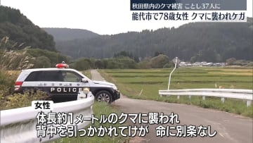 能代市で散歩中の女性がクマに襲われケガ　秋田県内のクマ被害は今年37人に