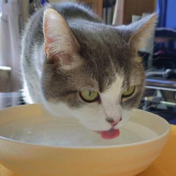 清潔な水を充分に用意して 猫の腎臓の負担を減らす水の与え方