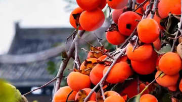 秋を彩る赤く熟した柿の実　中国安徽省
