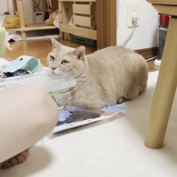 息子のことが大好きなネコ→寄り添い『見守り続ける様子』が尊すぎると反響「愛おしくてたまらないね」「穏やかな優しい顔している」