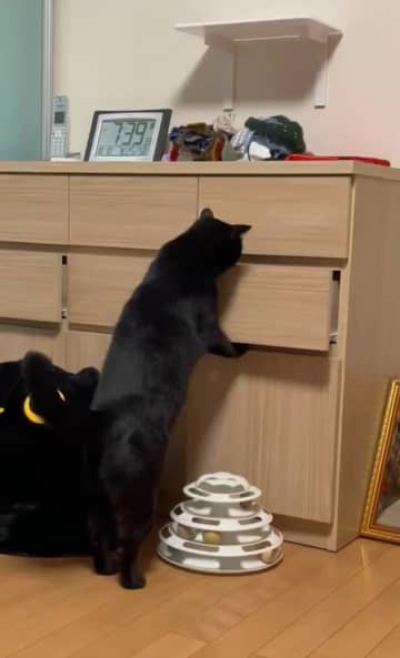 「人間すぎる」器用にタンスの引き出しを開ける猫ちゃんにSNS驚き→「なんて賢いんだ」「しめしめにゃ〜」