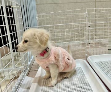 小さな体でケージから先住犬を見つめる生後4カ月子犬→約半年後、遊び好きで社交的なコに成長！先住犬との関係性にもほっこり
