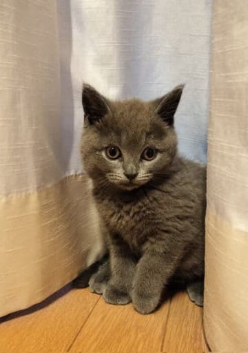 お迎え当初は怖がりだった生後2カ月の子猫→1年後、“ボスっぽい”見た目の貫禄のあるコに成長！